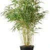 Bamboe (Fargesia Murieliae 'Super Jumbo') H 50-60 Cm 1 Bamboe (Fargesia Murieliae 'Super Jumbo') H 50-60 Cm -Tuin Planten Winkel 8720196157853 1