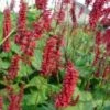Duizendknoop (Persicaria 'J.S. Caliente') D 9 H 10 Cm 1 Duizendknoop (Persicaria 'J.S. Caliente') D 9 H 10 Cm -Tuin Planten Winkel 8720196157976 1