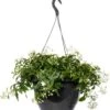 Nachtschade In Hangpot (Solanum Jasminoides) D 27 H 40 Cm -Tuin Planten Winkel 8720196252244