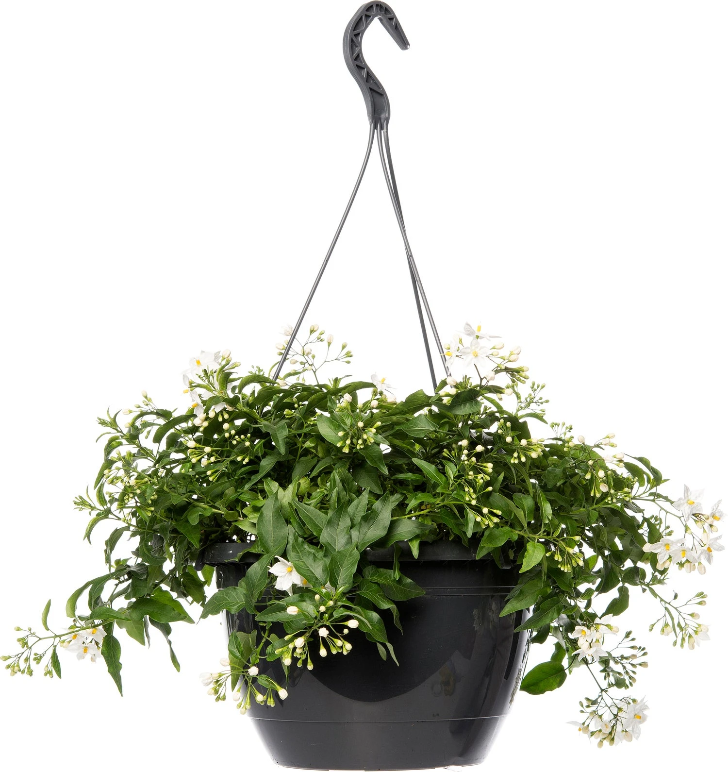 Nachtschade In Hangpot (Solanum Jasminoides) D 27 H 40 Cm 3 Nachtschade In Hangpot (Solanum Jasminoides) D 27 H 40 Cm