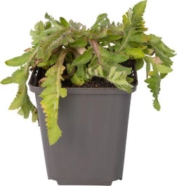 Oosterse Papaver (Papaver Orientale 'Patty's Plum') D 9 H 10 Cm 3 Oosterse Papaver (Papaver Orientale 'Patty's Plum') D 9 H 10 Cm