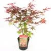Japanse Esdoorn (Acer Palmatum 'Atropurpureum') H 150-175 Cm 1 Japanse Esdoorn (Acer Palmatum 'Atropurpureum') H 150-175 Cm -Tuin Planten Winkel 8720196468454
