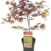 Japanse Esdoorn (Acer Palmatum 'Bloodgood') H 100-125 Cm -Tuin Planten Winkel 8720196468461