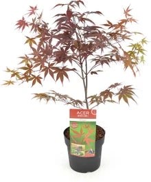Japanse Esdoorn (Acer Palmatum 'Bloodgood') H 100-125 Cm