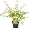 Japanse Esdoorn (Acer Palmatum 'Katsura') H 100-125 Cm 2 Japanse Esdoorn (Acer Palmatum 'Katsura') H 100-125 Cm -Tuin Planten Winkel 8720196468485
