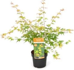 Japanse Esdoorn (Acer Palmatum 'Katsura') H 100-125 Cm