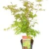 Japanse Esdoorn (Acer Palmatum 'Sangokaku') H 125-150 Cm 2 Japanse Esdoorn (Acer Palmatum 'Sangokaku') H 125-150 Cm -Tuin Planten Winkel 8720196468508