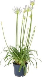 Afrikaanse Lelie (Agapanthus 'Silver Baby') H 10 Cm
