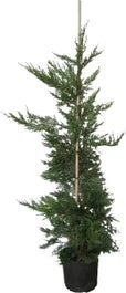 Conifeer (Cupressocyparis Leylandii) H 200-250 Cm