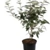 Olijfwilg (Elaeagnus Ebbingei) H 125-150 Cm 2 Olijfwilg (Elaeagnus Ebbingei) H 125-150 Cm -Tuin Planten Winkel 8720196468645