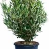 Olijfboom (Olea Europaea) Struik H 125-150 Cm 2 Olijfboom (Olea Europaea) Struik H 125-150 Cm -Tuin Planten Winkel 8720196468935