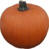 Sierkalebas (Cucurbita 'Halloween') D 25 Cm 2 Sierkalebas (Cucurbita 'Halloween') D 25 Cm -Tuin Planten Winkel 8720196500635 0
