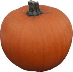 Sierkalebas (Cucurbita 'Halloween') D 25 Cm