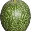 Vijgeblad Pompoen (Cucurbita) D 15 Cm -Tuin Planten Winkel 8720196500680 0