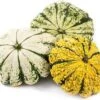 Pompoen (Cucurbita 'Patisson') D 12,5 Cm 2 Pompoen (Cucurbita 'Patisson') D 12,5 Cm -Tuin Planten Winkel 8720196500802 0