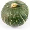 Pompoen (Cucurbita 'Sweet Mama') D 17,5 Cm -Tuin Planten Winkel 8720196501403 0