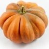Muskaatpompoen (Cucurbita 'Muscat De Provence') D 30 Cm 2 Muskaatpompoen (Cucurbita 'Muscat De Provence') D 30 Cm -Tuin Planten Winkel 8720196501434 0