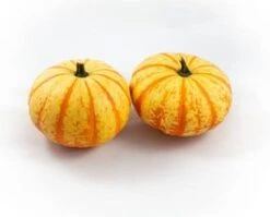 Pompoen (Cucurbita 'Blaze') D 17,5 Cm