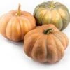 Muskaatpompoen (Cucurbita 'Muscat De Provence') D 20 Cm 1 Muskaatpompoen (Cucurbita 'Muscat De Provence') D 20 Cm -Tuin Planten Winkel 8720196501533 0