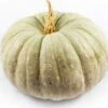 Pompoen (Cucurbita 'Jarrahdale') D 30 Cm 1 Pompoen (Cucurbita 'Jarrahdale') D 30 Cm -Tuin Planten Winkel 8720196501571 0