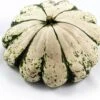 Pompoen (Cucurbita 'Patisson') Groen Wit D 12,5 Cm 1 Pompoen (Cucurbita 'Patisson') Groen Wit D 12,5 Cm -Tuin Planten Winkel 8720196501861 0