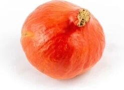 Pompoen (Cucurbita 'Rode Hokkaido') D 17,5 Cm