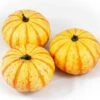 Pompoen (Cucurbita 'Blaze') D 15 Cm -Tuin Planten Winkel 8720196502004 0