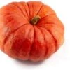 Pompoen (Cucurbita 'Rode Van Etampes') D 25 Cm 2 Pompoen (Cucurbita 'Rode Van Etampes') D 25 Cm -Tuin Planten Winkel 8720196502042 0