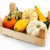 Houtenkistje Met Kalebassen (Cucurbita) -Tuin Planten Winkel 8720196502059 0