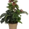 Kerstroos (Helleborus (HGC) 'Ice N' Roses® Early Red') D 15 H 50 Cm 1 Kerstroos (Helleborus (HGC) 'Ice N' Roses® Early Red') D 15 H 50 Cm -Tuin Planten Winkel 8720196540341
