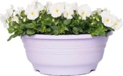 Hoornviooltje In Schaal (Viola Cornuta In Schaal) Wit D 23 H 25 Cm