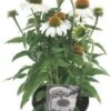 Zonnehoed (Echinacea Purpurea 'SunSeekers White') D 17 H 45 Cm 2 Zonnehoed (Echinacea Purpurea 'SunSeekers White') D 17 H 45 Cm -Tuin Planten Winkel 8720196542970 0
