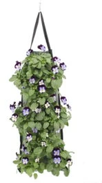 Wandhanger Met Hoornviool (Viola Cornuta 'Jump Up') 50 X 20 Cm 3 Wandhanger Met Hoornviool (Viola Cornuta 'Jump Up') 50 X 20 Cm