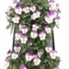 Wandhanger Met Hoornviool (Viola Cornuta 'Persian Wing') 50 X 20 Cm 1 Wandhanger Met Hoornviool (Viola Cornuta 'Persian Wing') 50 X 20 Cm -Tuin Planten Winkel 8720196543496