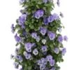 Wandhanger Met Hoornviool (Viola Cornuta 'Sky Blue Martin') 50 X 20 Cm 2 Wandhanger Met Hoornviool (Viola Cornuta 'Sky Blue Martin') 50 X 20 Cm -Tuin Planten Winkel 8720196543557