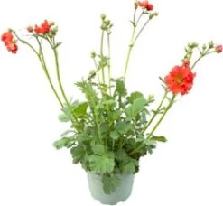 Nagelkruid (Geum 'Scarlet Tempest') D 19 H 40 Cm