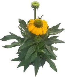 Zonnehoed (Echinacea Purpurea 'SunSeekers Yellow') D 17 H 30 Cm