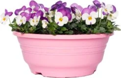 Hoornviooltje In Schaal (Viola Cornuta In Schaal) Roze Wit D 23 H 25 Cm