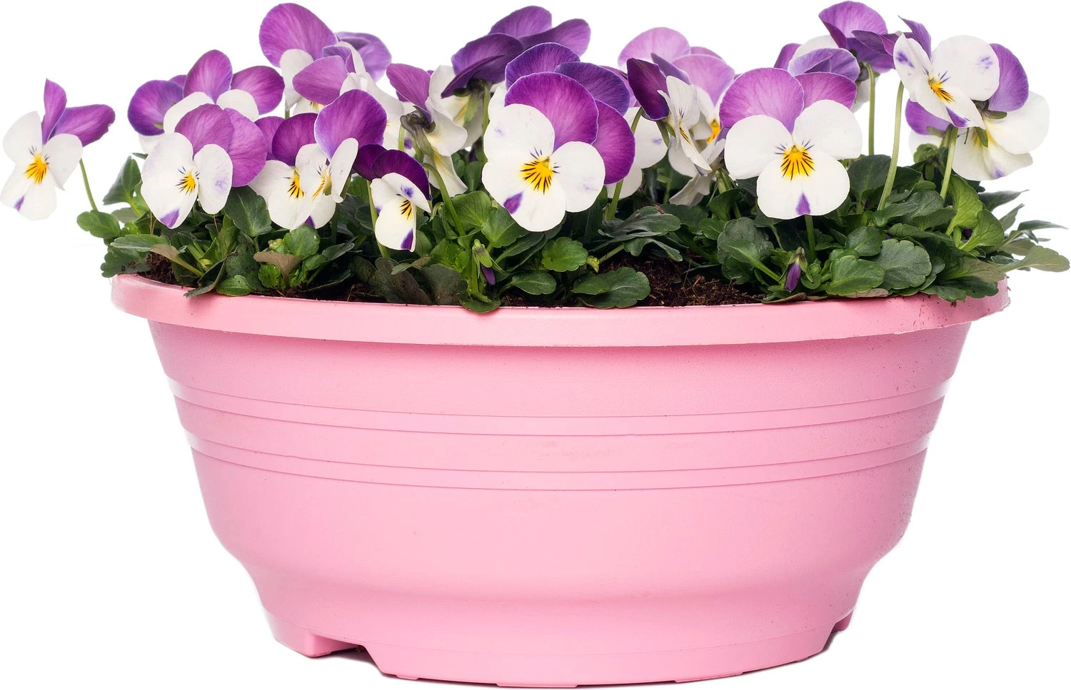 Hoornviooltje In Schaal (Viola Cornuta In Schaal) Roze Wit D 23 H 25 Cm 3 Hoornviooltje In Schaal (Viola Cornuta In Schaal) Roze Wit D 23 H 25 Cm