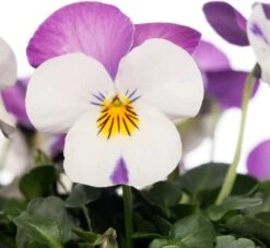 Hoornviooltje In Schaal (Viola Cornuta In Schaal) Roze Wit D 23 H 25 Cm 7 Hoornviooltje In Schaal (Viola Cornuta In Schaal) Roze Wit D 23 H 25 Cm -Tuin Planten Winkel 8720196549986 2