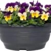 Hoornviooltje In Schaal (Viola Cornuta In Schaal) Carnaval D 23 H 25 Cm 1 Hoornviooltje In Schaal (Viola Cornuta In Schaal) Carnaval D 23 H 25 Cm -Tuin Planten Winkel 8720196549993
