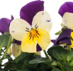 Hoornviooltje In Schaal (Viola Cornuta In Schaal) Carnaval D 23 H 25 Cm 7 Hoornviooltje In Schaal (Viola Cornuta In Schaal) Carnaval D 23 H 25 Cm -Tuin Planten Winkel 8720196549993 2