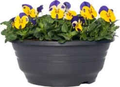 Hoornviooltje In Schaal (Viola Cornuta In Schaal) Blauw Geel D 23 H 25 Cm