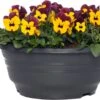 Hoornviooltje In Schaal (Viola Cornuta In Schaal) Paars Geel D 23 H 25 Cm 2 Hoornviooltje In Schaal (Viola Cornuta In Schaal) Paars Geel D 23 H 25 Cm -Tuin Planten Winkel 8720196550036