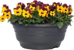 Hoornviooltje In Schaal (Viola Cornuta In Schaal) Paars Geel D 23 H 25 Cm -Tuin Planten Winkel 8720196550036 1 1