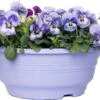 Hoornviooltje In Schaal (Viola Cornuta In Schaal) Licht Blauw D 23 H 25 Cm 1 Hoornviooltje In Schaal (Viola Cornuta In Schaal) Licht Blauw D 23 H 25 Cm -Tuin Planten Winkel 8720196550043