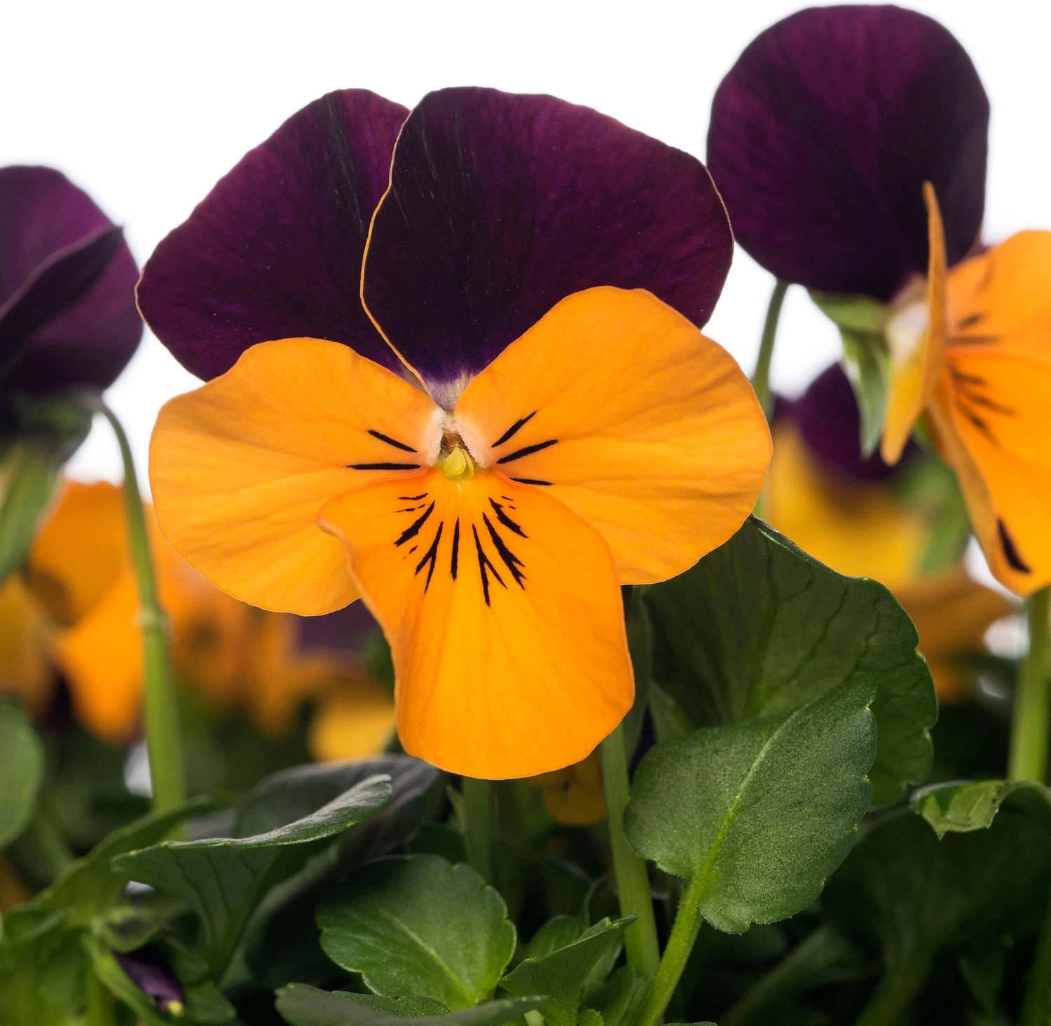 Hoornviooltje In Schaal (Viola Cornuta In Schaal) Oranje Paars D 23 H 25 Cm 4 Hoornviooltje In Schaal (Viola Cornuta In Schaal) Oranje Paars D 23 H 25 Cm - Afbeelding 2