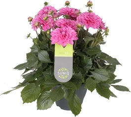 Dahlia (Dahlia 'Dalina Maxi Cadena') Roze D 23 H 50 Cm 3 Dahlia (Dahlia 'Dalina Maxi Cadena') Roze D 23 H 50 Cm