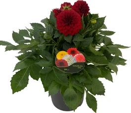 Dahlia (Dahlia 'Dalina Maxi Topia') Rood D 23 H 50 Cm 3 Dahlia (Dahlia 'Dalina Maxi Topia') Rood D 23 H 50 Cm
