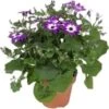 Kruiskruid (Senecio 'Senetti Violet Bicolor') D 15 H 38 Cm -Tuin Planten Winkel 8720196554942